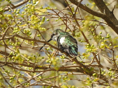 Heliomaster furcifer