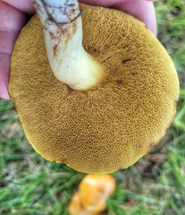 Suillus granulatus