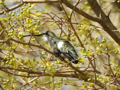 Heliomaster furcifer