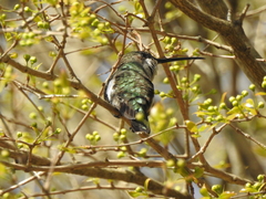 Heliomaster furcifer