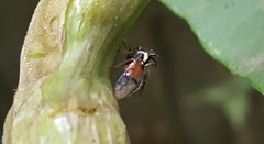 Cyphonia trifida