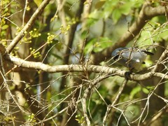 Polioptila dumicola