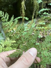 Cystopteris fragilis