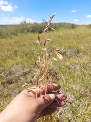 Poaceae