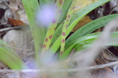 Lachenalia bulbifera