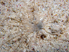Ceriantharia