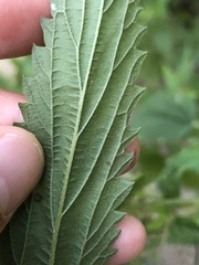 Urtica gracilis