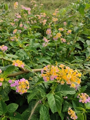 Lantana camara