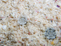 Actinostella flosculifera