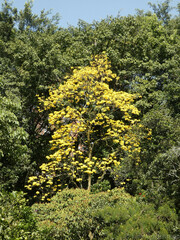 Handroanthus chrysanthus