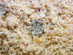 Actinostella flosculifera