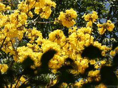 Handroanthus chrysanthus