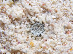 Actinostella flosculifera