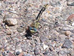 Ophiogomphus severus