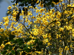 Handroanthus chrysanthus