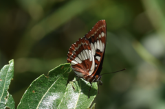 Limenitis lorquini