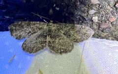 Melanolophia canadaria