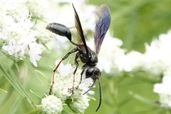 Isodontia auripes
