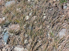 Ephedra monosperma