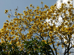 Handroanthus chrysanthus
