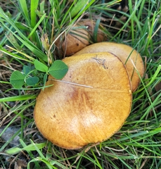Suillus granulatus
