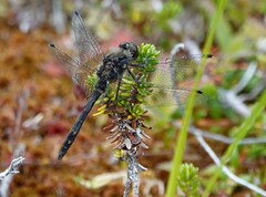 Sympetrum danae