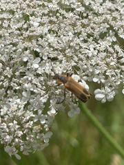 Chauliognathus marginatus