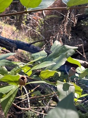Calycanthus occidentalis