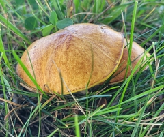 Suillus granulatus