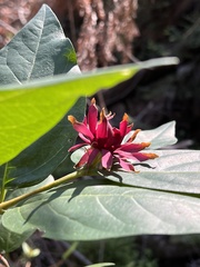 Calycanthus occidentalis