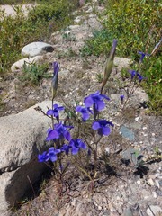 Gentianopsis barbata