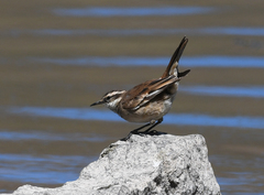 Cinclodes albiventris