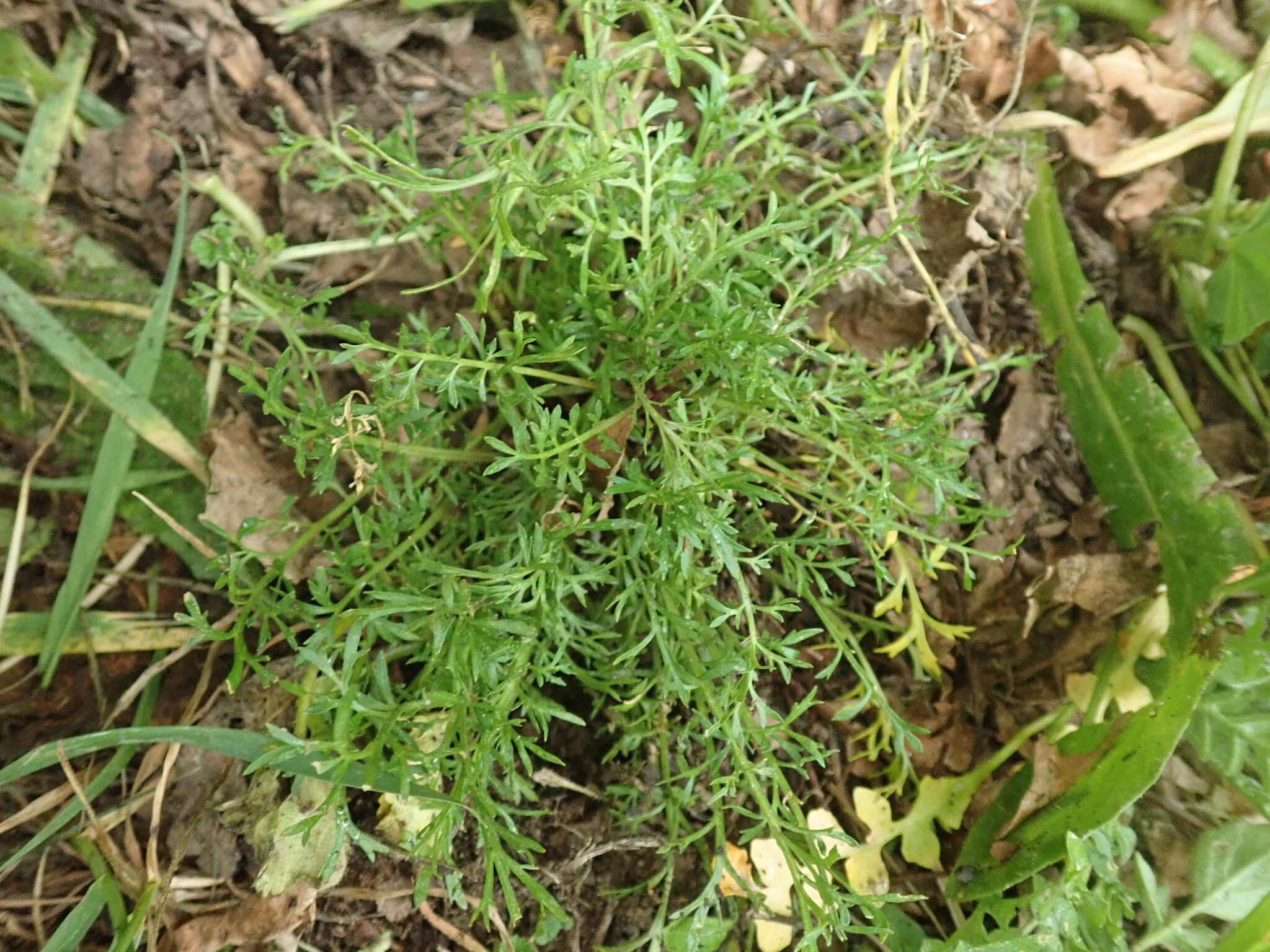 Lepidium hyssopifolium