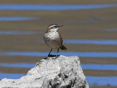Cinclodes albiventris