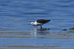 Recurvirostra andina