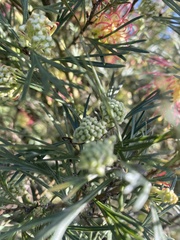 Grevillea