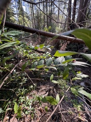 Calycanthus occidentalis