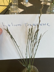 Lolium perenne