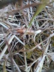 Melanoplus sanguinipes