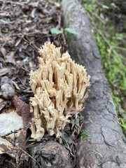 Ramaria stricta