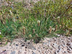 Astragalus inopinatus