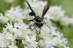 Isodontia auripes