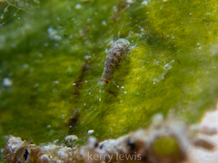 Amphipoda