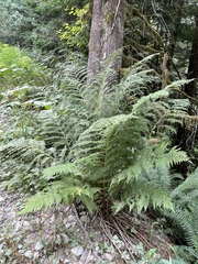 Athyrium filix-femina