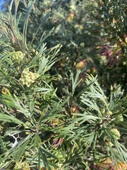 Grevillea