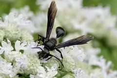 Isodontia auripes
