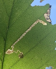 Stigmella betulicola