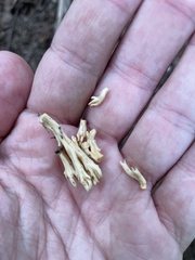 Ramaria stricta