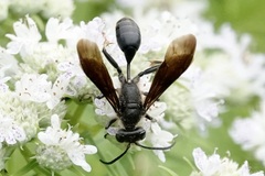 Isodontia auripes