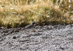 Phegornis mitchellii